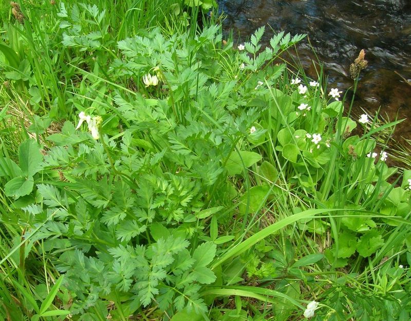 Primula latiloba, photographed by John Brew