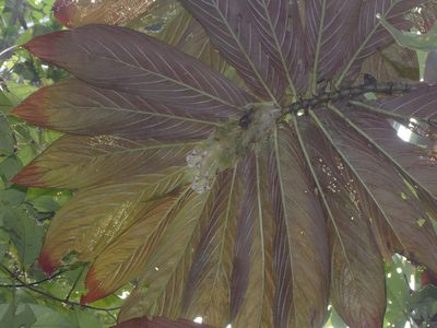 Columnea medicinalis, photographed by Oscar Marín