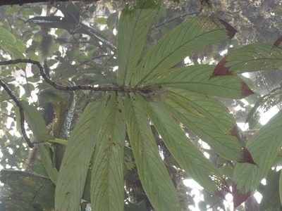 Columnea medicinalis, photographed by Oscar Marín