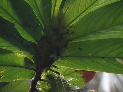 Columnea medicinalis, photographed by Oscar Marín