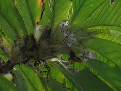 Columnea medicinalis, photographed by Oscar Marín