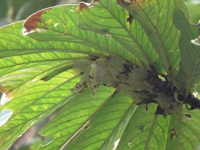 Columnea medicinalis, photographed by Oscar Marín