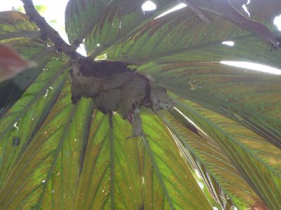 Columnea medicinalis, photographed by Oscar Marín