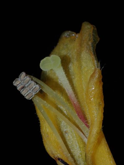 Columnea karstenianum, photographed by Oscar Marín