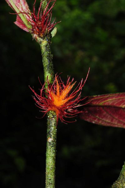 Columnea incredibilis, photographed by Oscar Marín