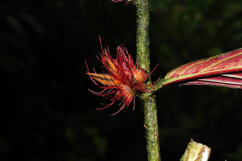 Columnea incredibilis, photographed by Oscar Marín