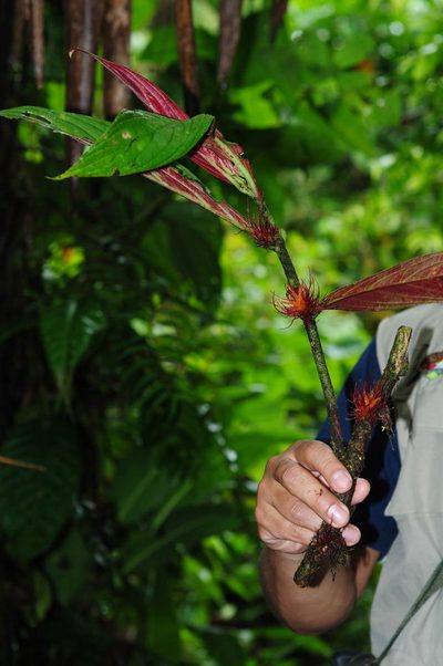Columnea incredibilis, photographed by Oscar Marín
