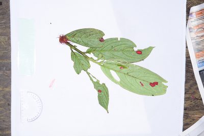 Columnea incredibilis, photographed by Oscar Marín