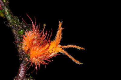 Columnea incredibilis, photographed by Oscar Marín