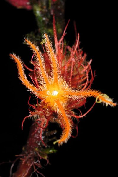 Columnea incredibilis, photographed by Oscar Marín
