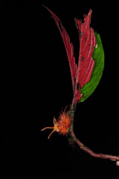 Columnea incredibilis, photographed by Oscar Marín