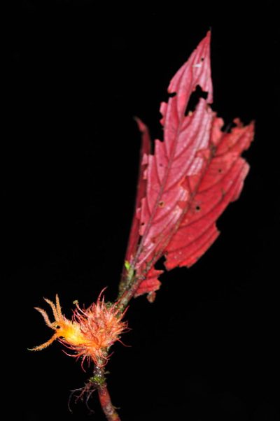 Columnea incredibilis, photographed by Oscar Marín