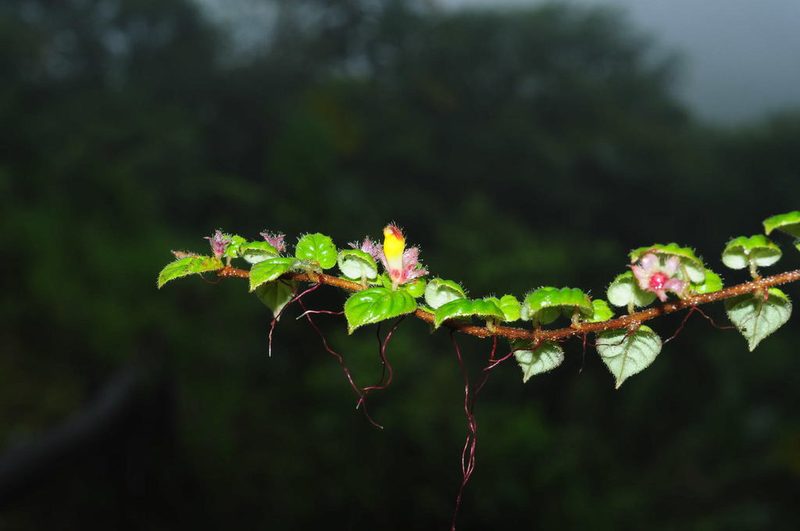 Columnea nariniana, photographed by Oscar Marín