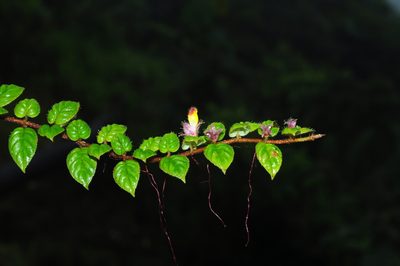 Columnea nariniana, photographed by Oscar Marín