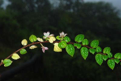 Columnea nariniana, photographed by Oscar Marín