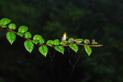 Columnea nariniana, photographed by Oscar Marín