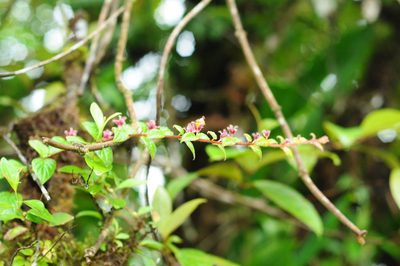Columnea nariniana, photographed by Oscar Marín