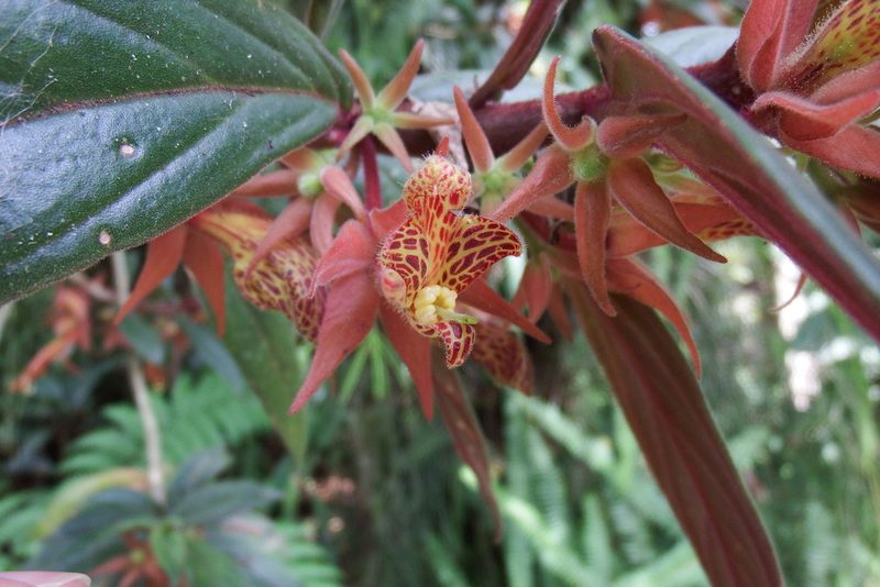 Columnea schiedeana, photographed by Oscar Marín