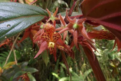 Columnea schiedeana, photographed by Oscar Marín