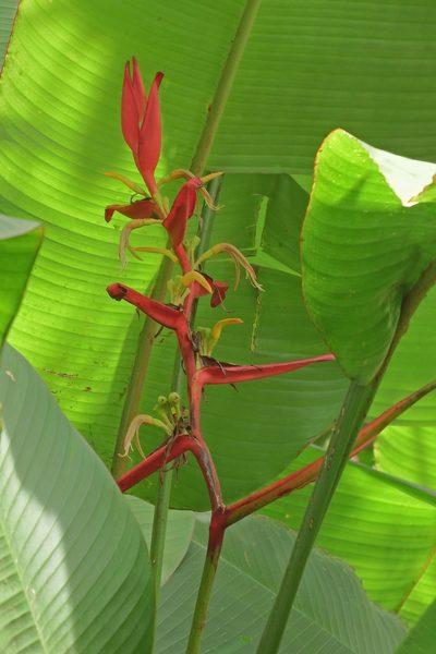Heliconia schiedeana, photographed by Oscar Marín