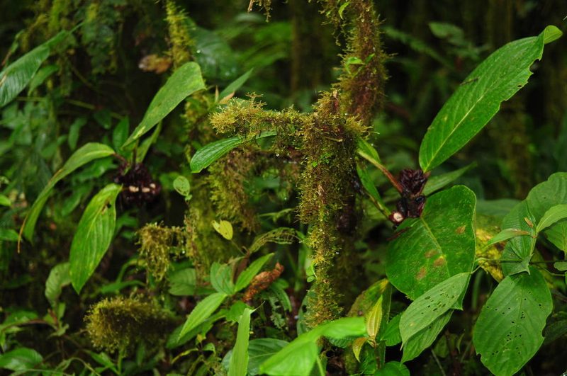 Drymonia atropurpurea, photographed by Oscar Marín