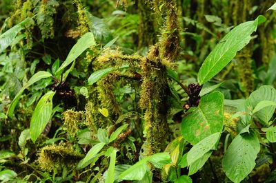 Drymonia atropurpurea, photographed by Oscar Marín