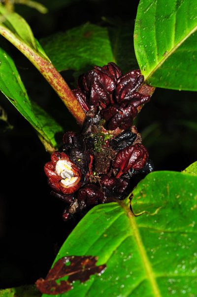 Drymonia atropurpurea, photographed by Oscar Marín