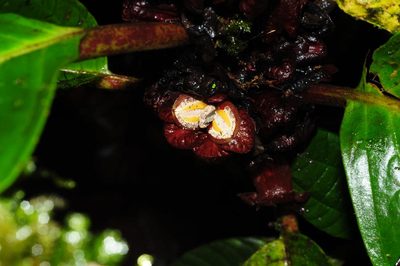 Drymonia atropurpurea, photographed by Oscar Marín