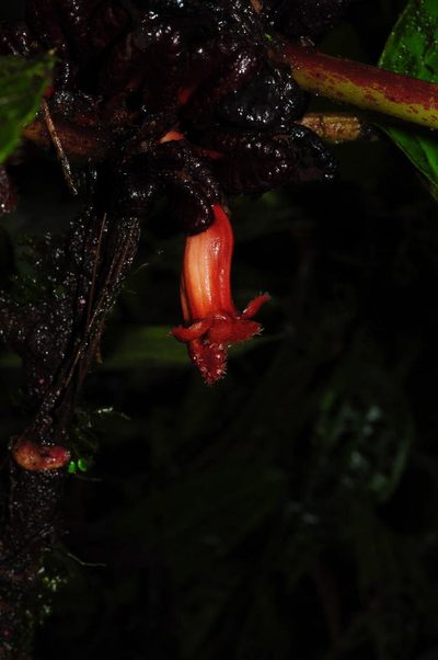Drymonia atropurpurea, photographed by Oscar Marín
