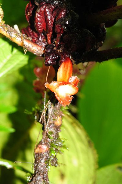 Drymonia atropurpurea, photographed by Oscar Marín