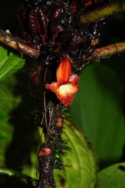 Drymonia atropurpurea, photographed by Oscar Marín