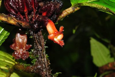 Drymonia atropurpurea, photographed by Oscar Marín