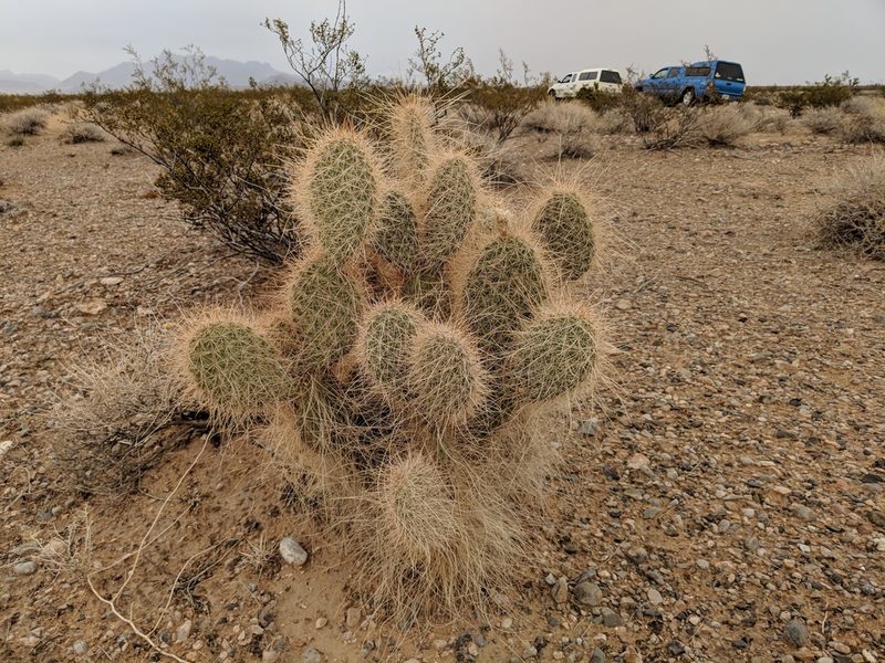 Opuntia diploursina, photographed by Michelle Cloud-Hughes