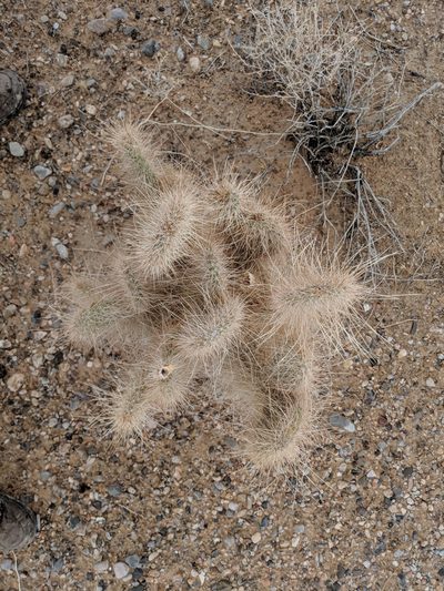 Opuntia diploursina, photographed by Michelle Cloud-Hughes