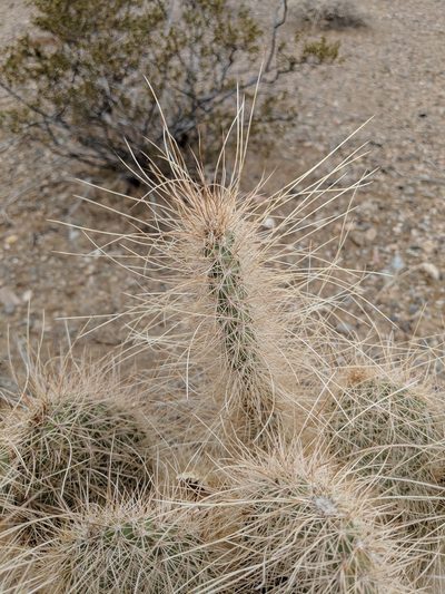 Opuntia diploursina, photographed by Michelle Cloud-Hughes