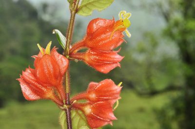Columnea antennifera, photographed by Oscar Marín