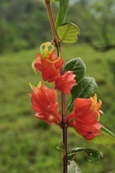 Columnea antennifera, photographed by Oscar Marín