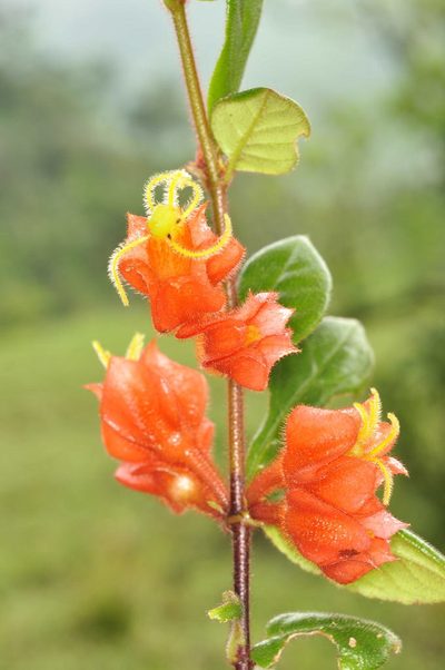 Columnea antennifera, photographed by Oscar Marín
