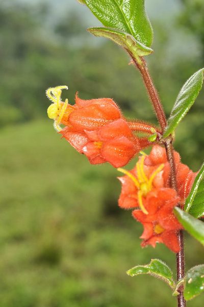 Columnea antennifera, photographed by Oscar Marín