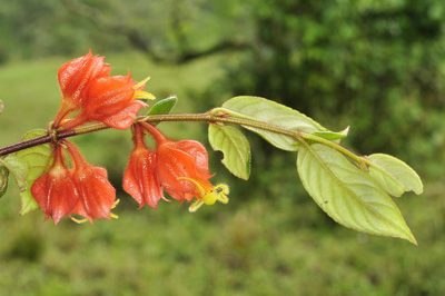 Columnea antennifera, photographed by Oscar Marín