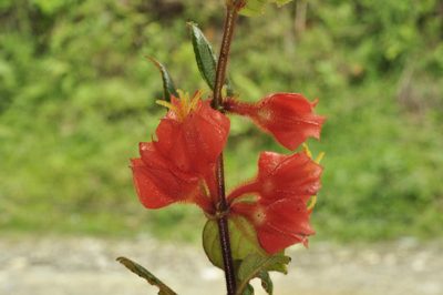 Columnea antennifera, photographed by Oscar Marín