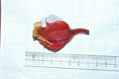 Columnea antennifera, photographed by Oscar Marín