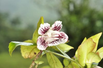 Drymonia serrulata, photographed by Oscar Marín