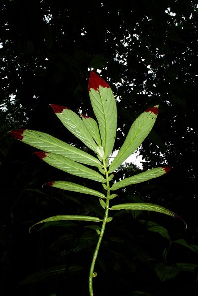 Columnea ericae, photographed by Oscar Marín