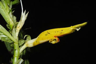 Columnea ericae, photographed by Oscar Marín