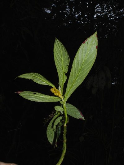 Columnea ericae, photographed by Oscar Marín