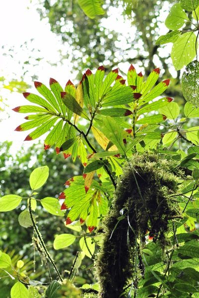 Columnea ericae, photographed by Oscar Marín