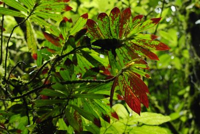 Columnea ericae, photographed by Oscar Marín