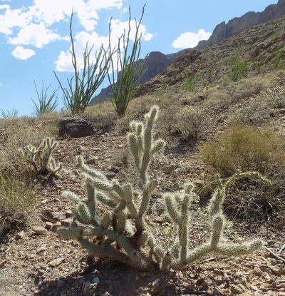 Cylindropuntia abyssi, photographed by Michelle Cloud-Hughes