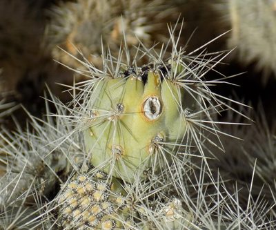 Cylindropuntia abyssi, photographed by Michelle Cloud-Hughes
